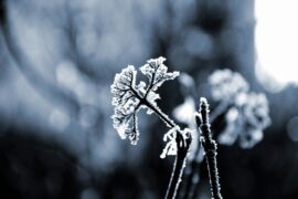 Credit: Photo by Alexander Sinn on Unsplash | Frost damages vineyards and wine production.